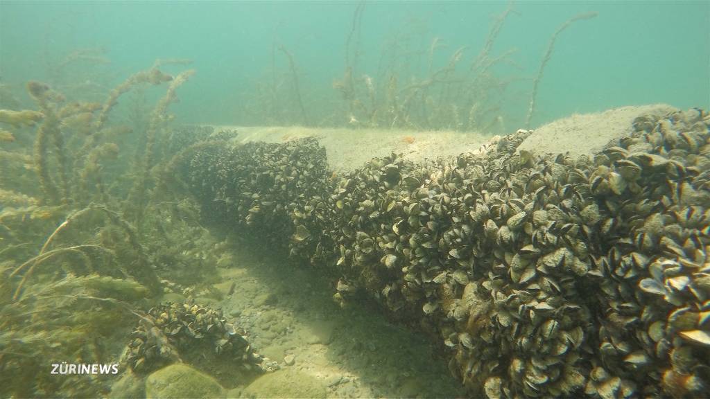 Kampf gegen fremde Muscheln in Zürcher Gewässern