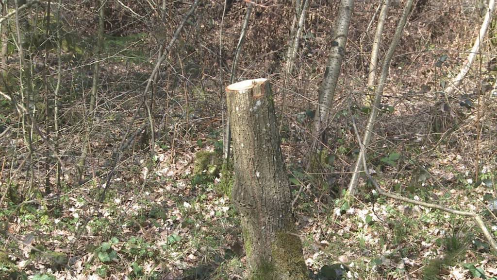 Bereits zum zweiten Mal wird in Endingen der Baum von Ruth Dreifuss gefällt