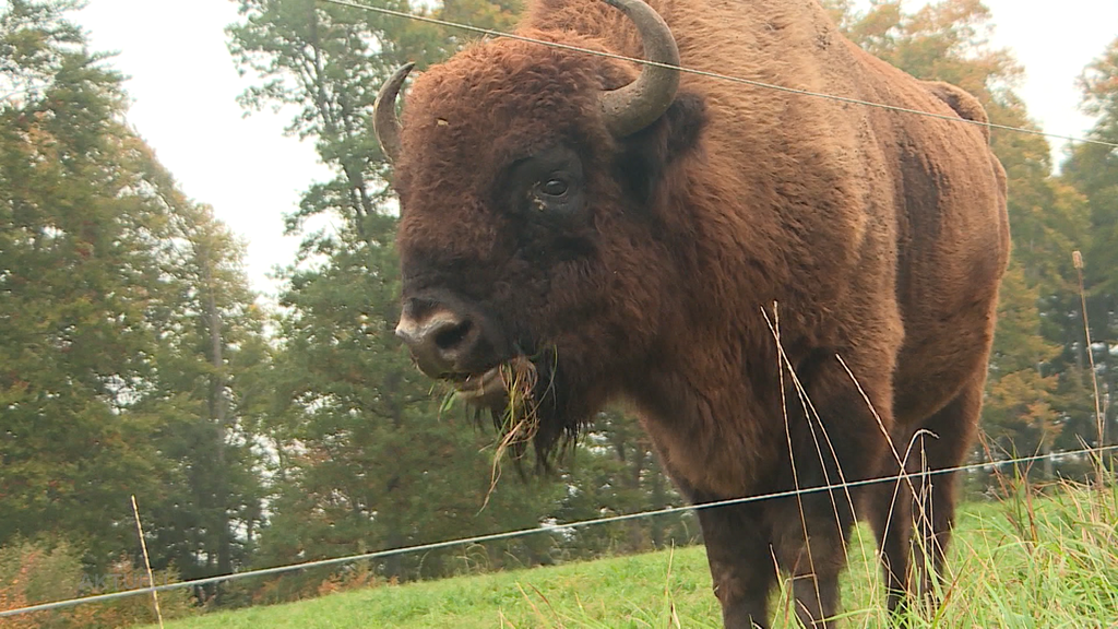 Grosser Batzen: Gibt’s vom Kanton Solothurn fürs umstrittene Wisent-projekt