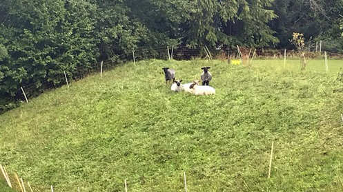 Schafe in St.Gallen ausgebüxt