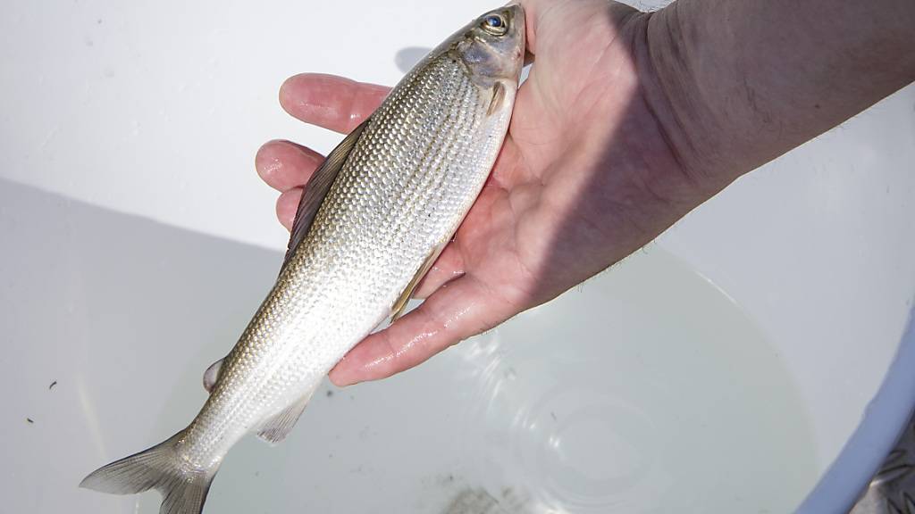 Eine tote Aesche aus dem Rhein. Wegen der hohen Wassertemperatur starben 2018 besonders viele dieser Fische. (Archivbild.)