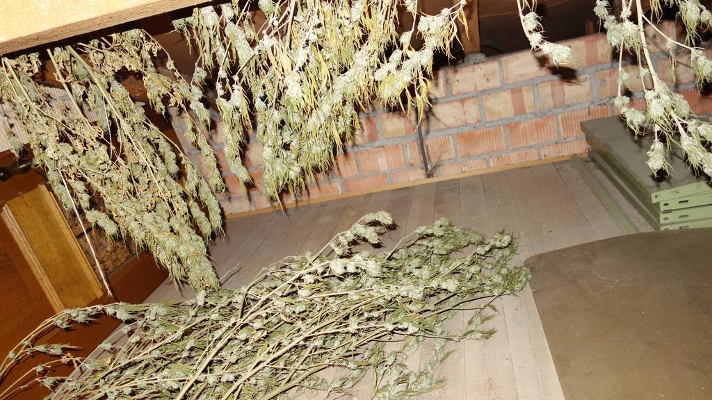 Die Pflanzen wurden im Haus zum Trocknen aufgehängt. © Kapo SG