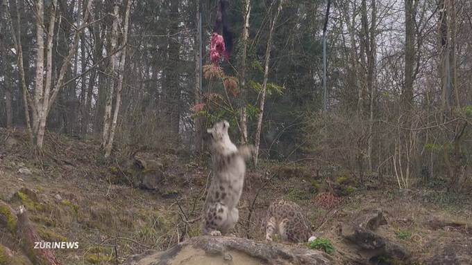 Laufsteg für Raubkatzen: Zoo Zürich eröffnet neue Anlage