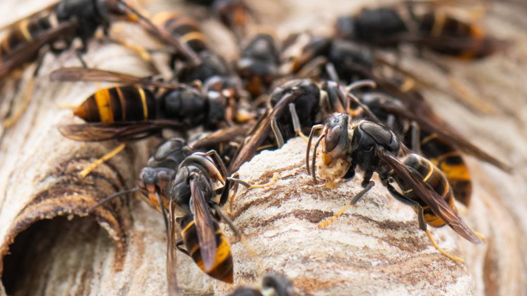 Imker entdeckt erste Asiatische Hornissen in Appenzell Ausserrhoden