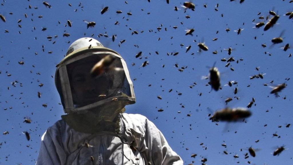 Die angriffslustigen «Killerbienen» entstehen aus einer Kreuzung von Honigbienen europäischer Abstammung mit Wildbienen afrikanischen Ursprungs. (Symbolbild)