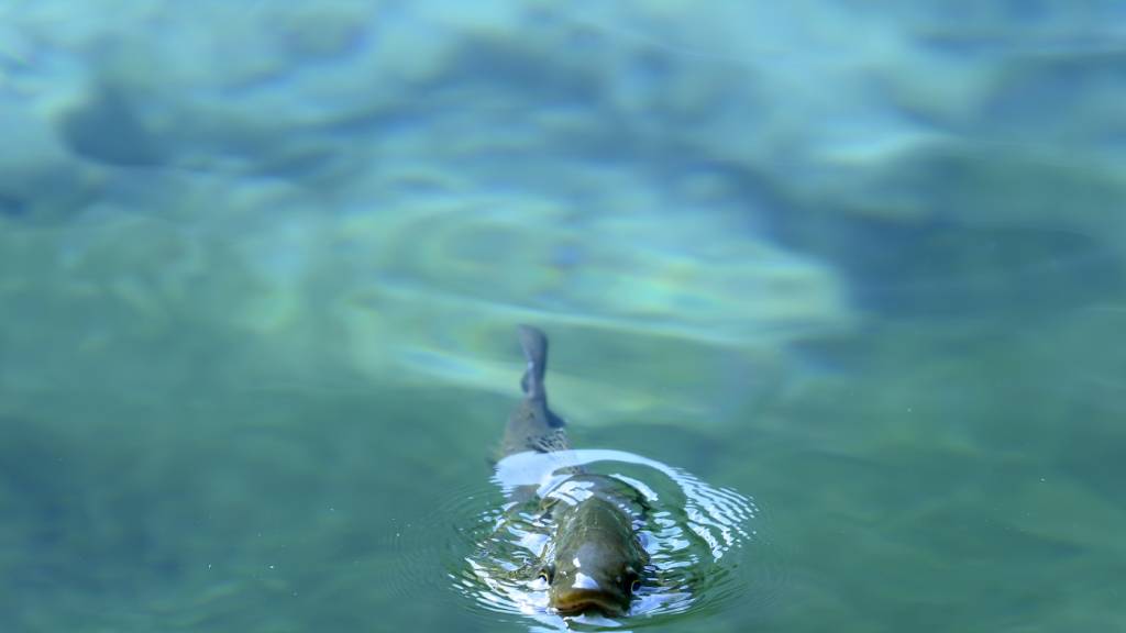 Kaltwasserfischen wie der Forelle mangelt es in trüben Seen an Sauerstoff. (Archivbild)
