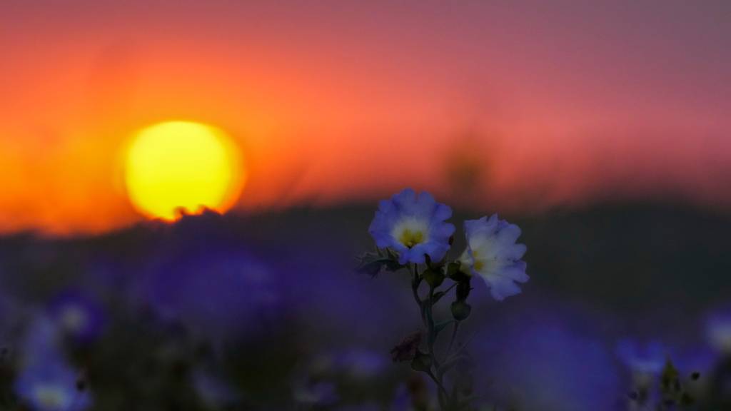 ARCHIV - Die Sonne geht hinter Blumen unter, die einen Blütenteppich über der Atacama-Wüste bilden, nachdem es in der Nähe von Copiapó geregnet hatte...Ungefähr 200 verschiedene Pflanzenarten erblühen in verschiedensten Farben. Foto: Esteban Felix/AP/dpa