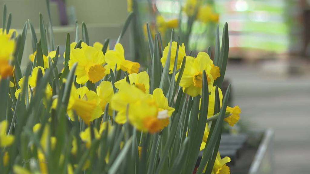 Warmes Frühlingswetter zieht Aargauer in Gartencenter in der Region