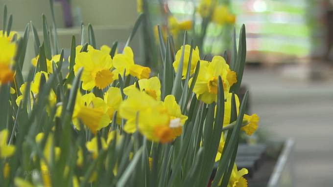 Warmes Frühlingswetter zieht Aargauer in Gartencenter in der Region