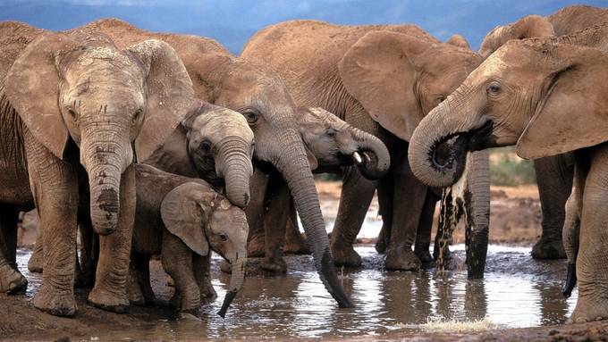 Botswana will Deutschland 20'000 Elefanten schenken