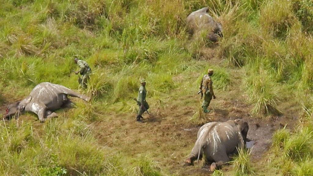 Parkranger stossen auf eine Gruppe toter Elefanten: Wilderer gehen im Kongo mit äusserster Gewalt vor. (Archivbild)