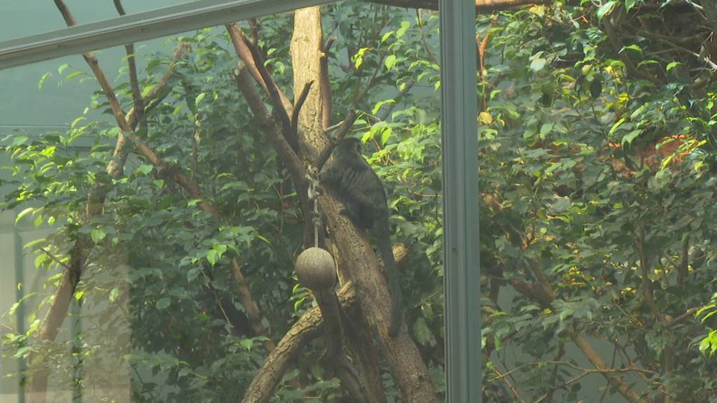 Tierschützer wehren sich gegen die Tötung von Tieren