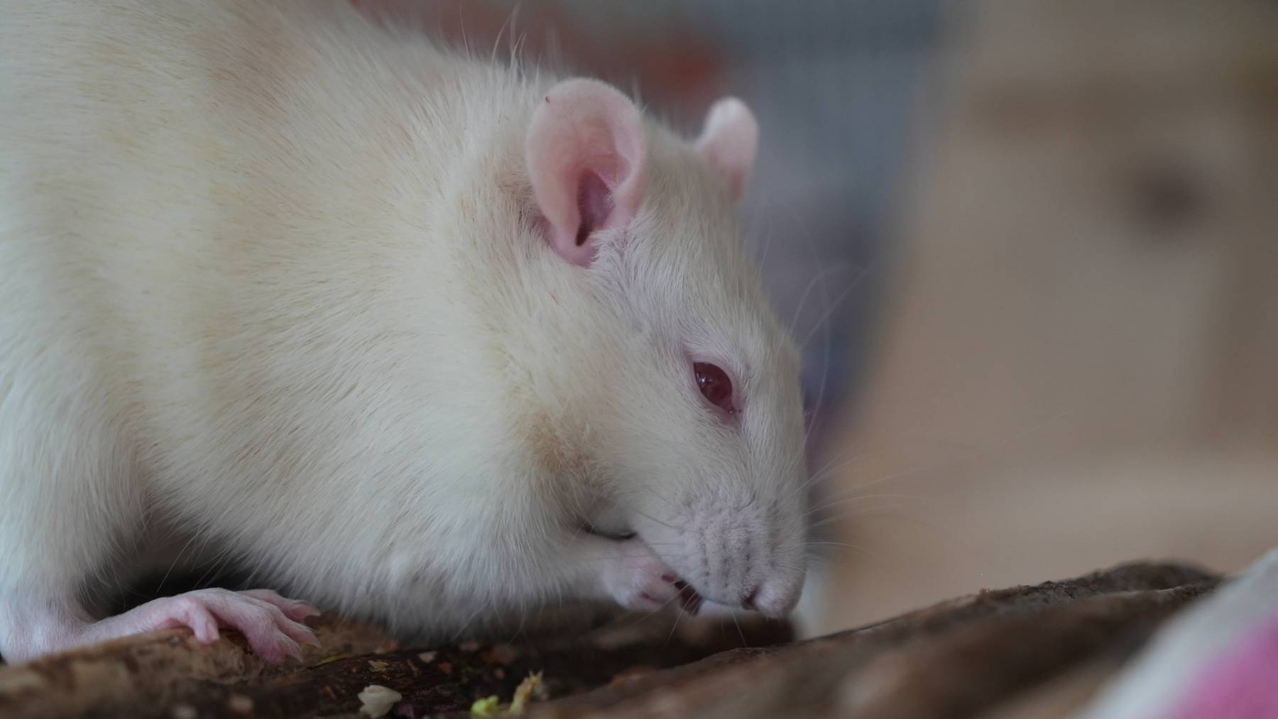 Ratten 