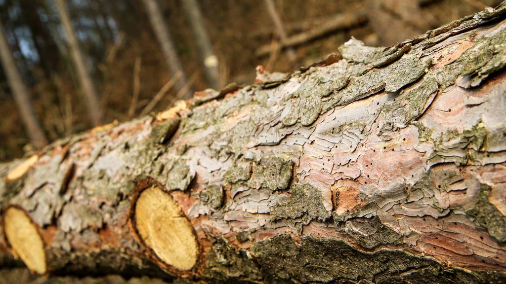 55-jähriger Mann beim Holzen unter Baum eingeklemmt