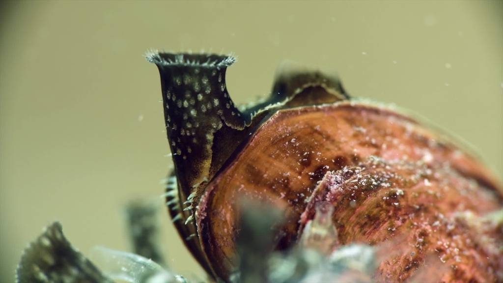 Wasserbegegnungen: Fotografien aus den Tiefen des Bodensees