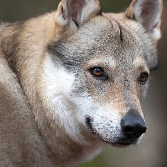 Wolf reisst schon wieder zwölf Schafe auf Flumser Alp