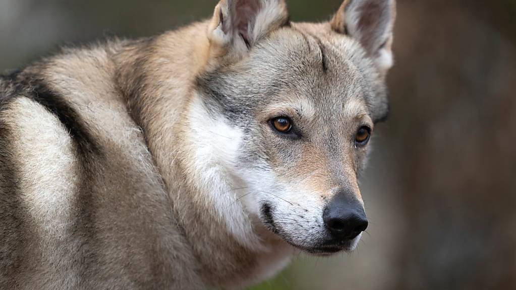 Der Wolf kann geschossen werden. (Symbolbild)