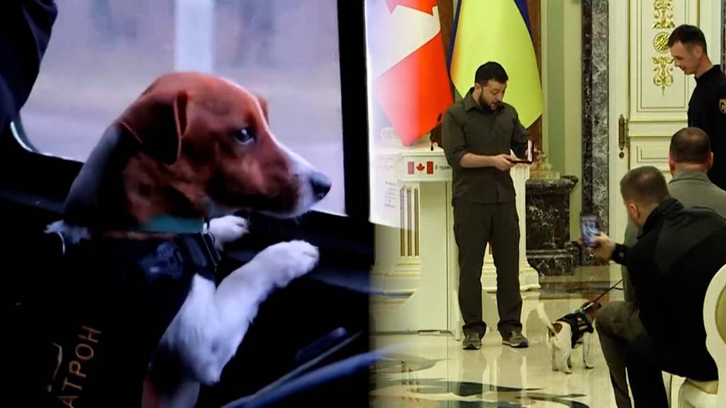 Kleiner Terrier ganz gross: Selenskyj zeichnet Minensuchhund Patron mit Medaille aus