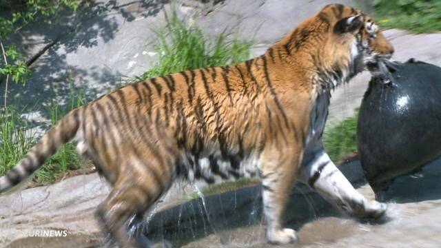 Tiger Coto eingeschläfert
