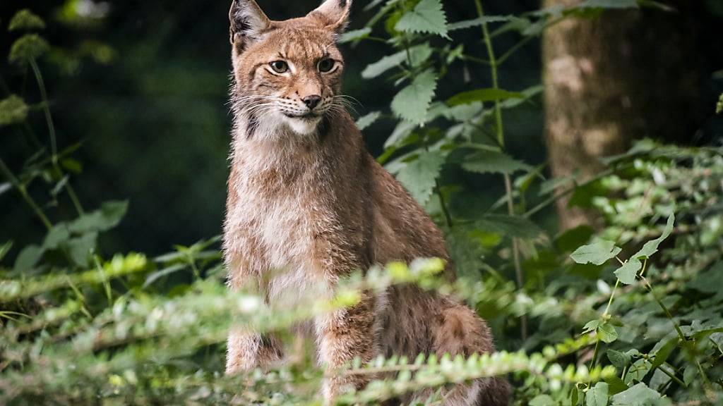 Schweizer Luchsin soll in Deutschland Luchs-Population etablieren