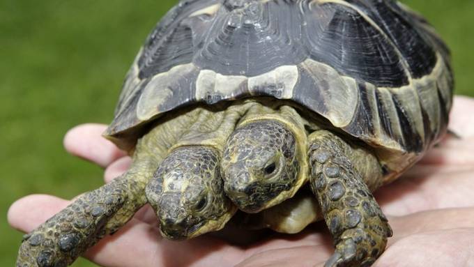 Zweiköpfige Schildkröte Janus in Genf feiert 20. Geburtstag