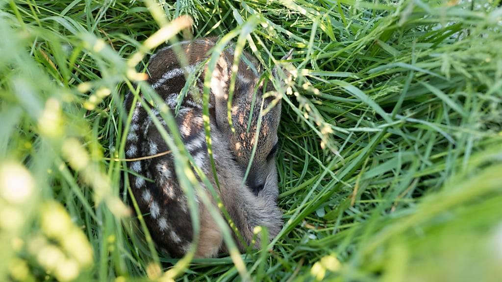 Mit Hilfe von Drohnen können Rehkitze gerettet werden. (Symbolbild)