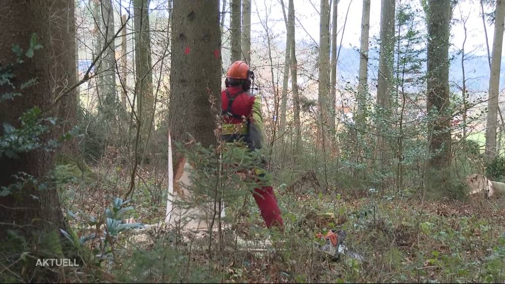 Mangel: Aargauischer Försterverband sucht Forstwarte