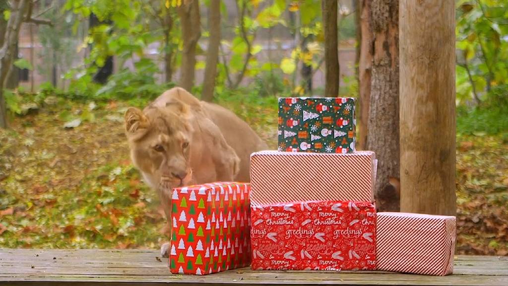 Weihnachts-Päckli für Löwen, Gorilla, Koala und Co.