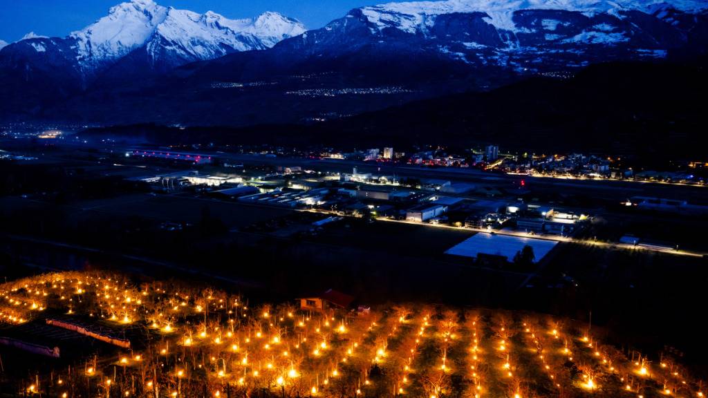 Frostgefahr im Wallis: Aprikosenbäume sind am anfälligsten