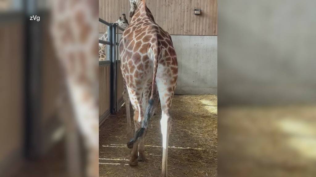 Jöö-Alarm – im Knies Kinderzoo kommt ein Giraffenbaby zur Welt