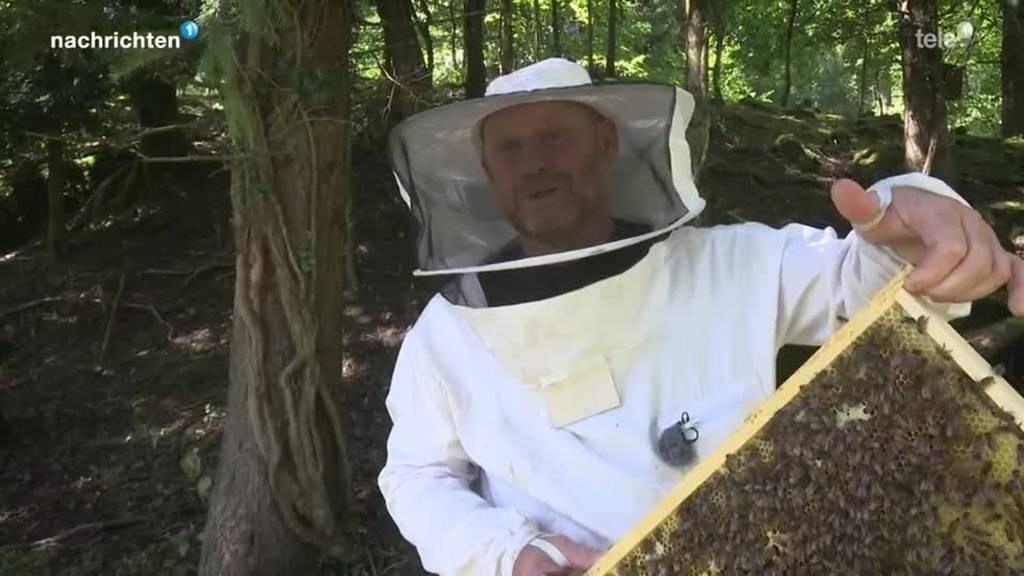 Forschungsprogramm für Bienen im Tierpark Goldau