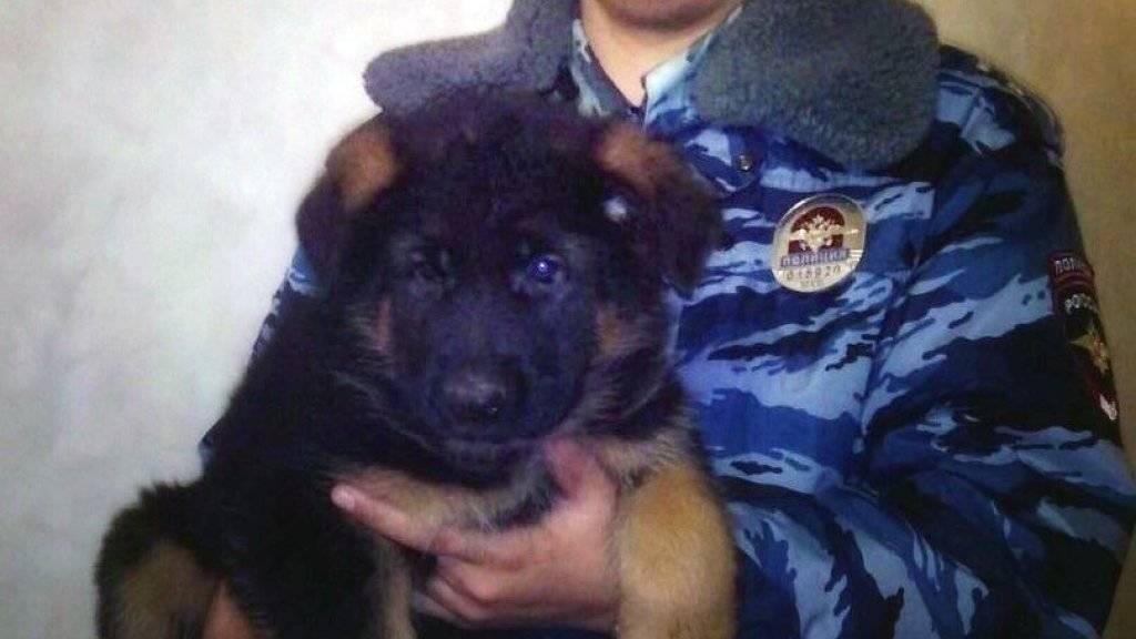 Russland präsentiert den Hundewelpen Dobrinja bereits in Fotos und Videos. (Archivbild)