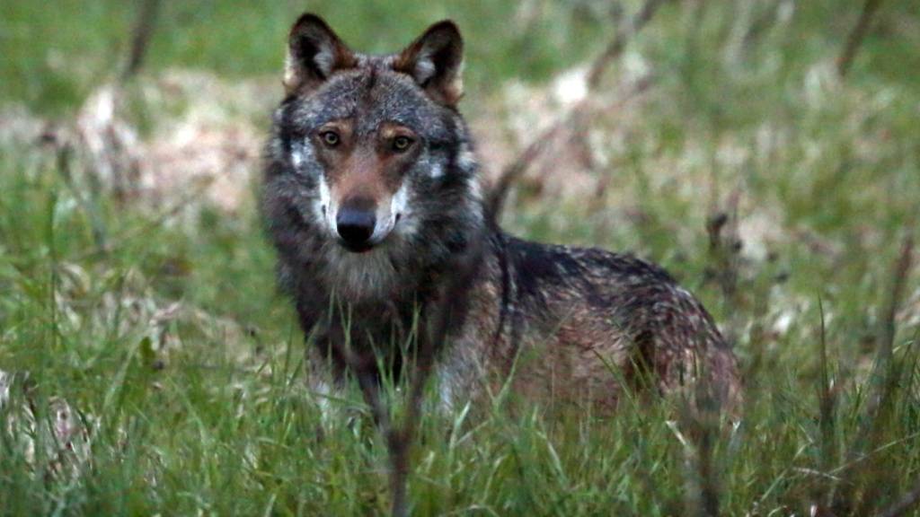 Die Debatte um den Wolf geht weiter, denn zur vom Parlament gutgeheissenen Revision des Jagdgesetzes ist das Referendum schon angekündigt. (Archivbild)