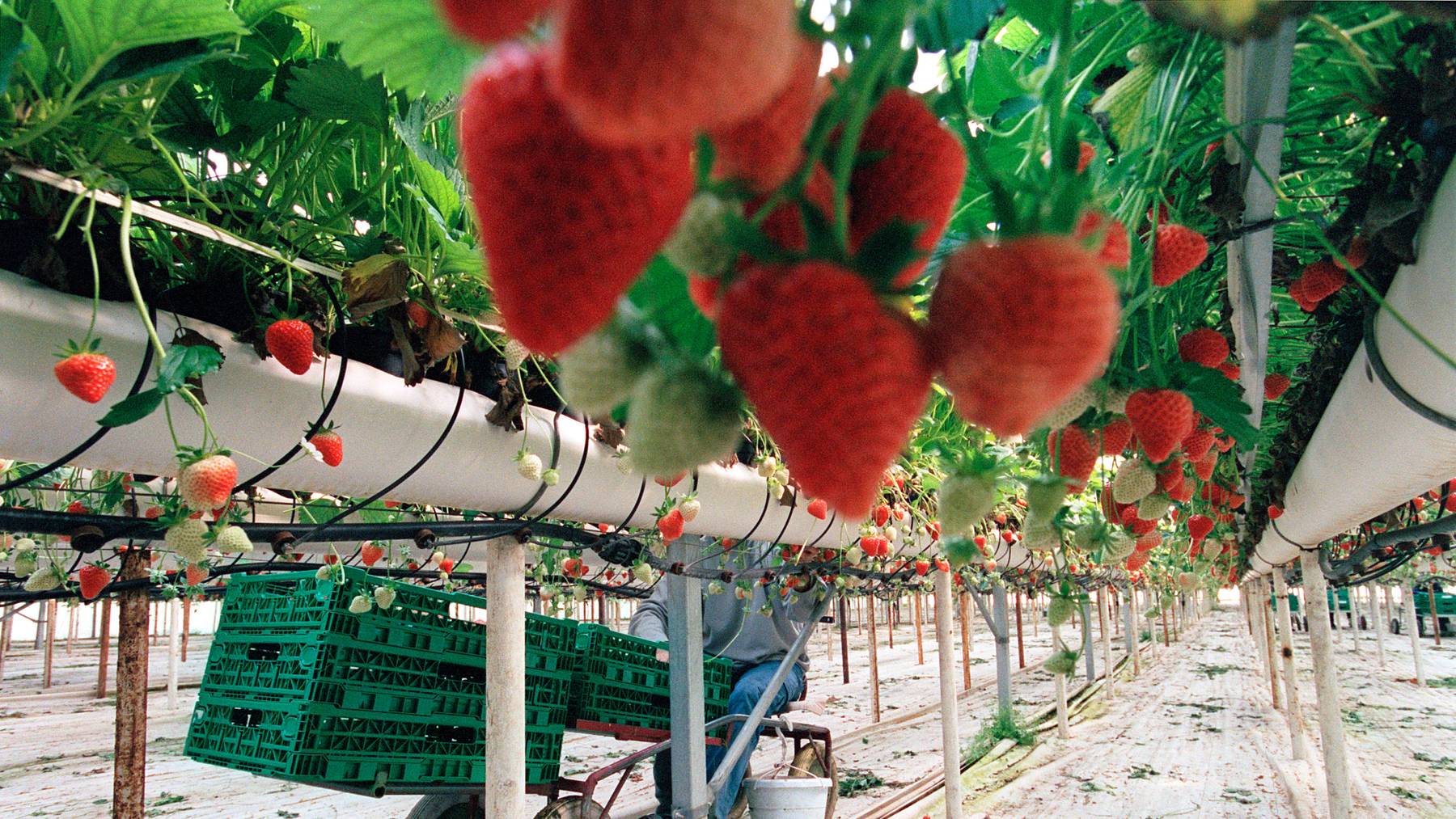 Die Schweizer Erdbeeren werden dieses Jahr vielerorts von Bekannten aus dem Umfeld der Produzenten gepflückt. (Symbolbild)