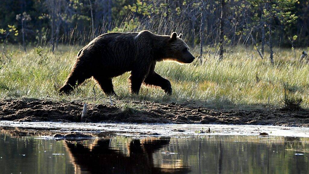 Bärenjagd in Schweden beginnt