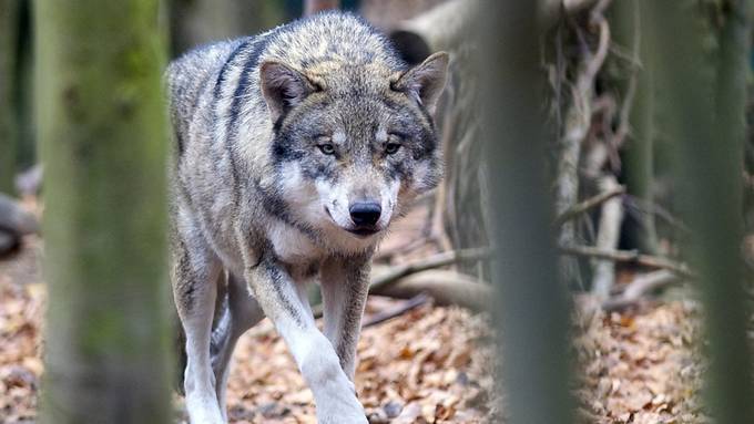 Obwaldner Regierung will Wolf schon ab weniger Rissen an den Kragen