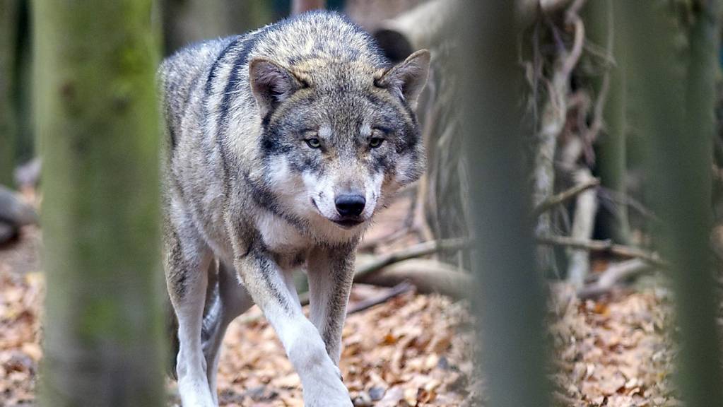 Edukative Eingriffe: Die Obwaldner Regierung will Wolfsrudel bei Rissen schneller dezimieren. (Symbolbild)