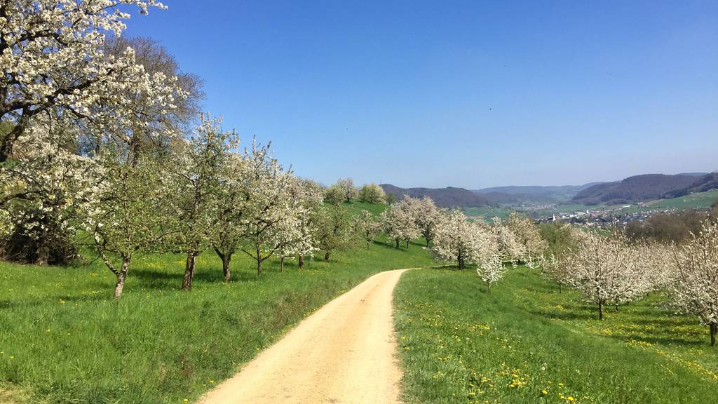Schönes Naturspektakel praktisch vor der Haustüre