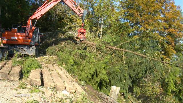 Umstrittene Abholzung von 2100 Bäumen am Uetliberg