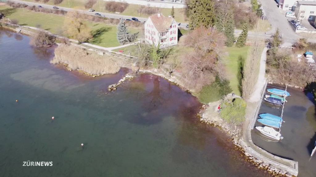 Blaualgen färben Zürichsee rot