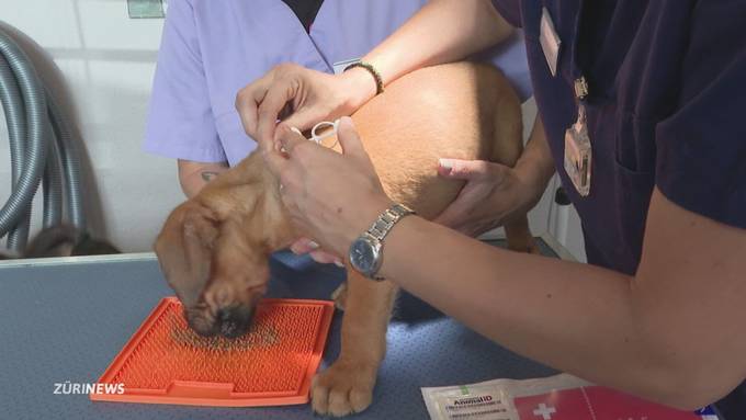 Mit 13 Welpen beim Tierarzt