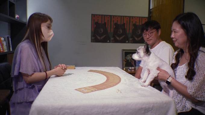 Wahrsagen bei Haustieren: Tarotkarten für Hunde gewinnen in Südkorea an Beliebtheit