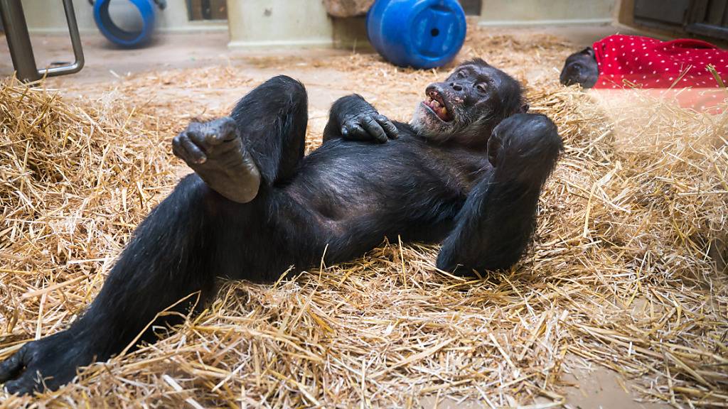 Schimpansen zeigen beim Necken ähnlich scherzhaftes Verhalten auf wie Menschen. (Archivbild)