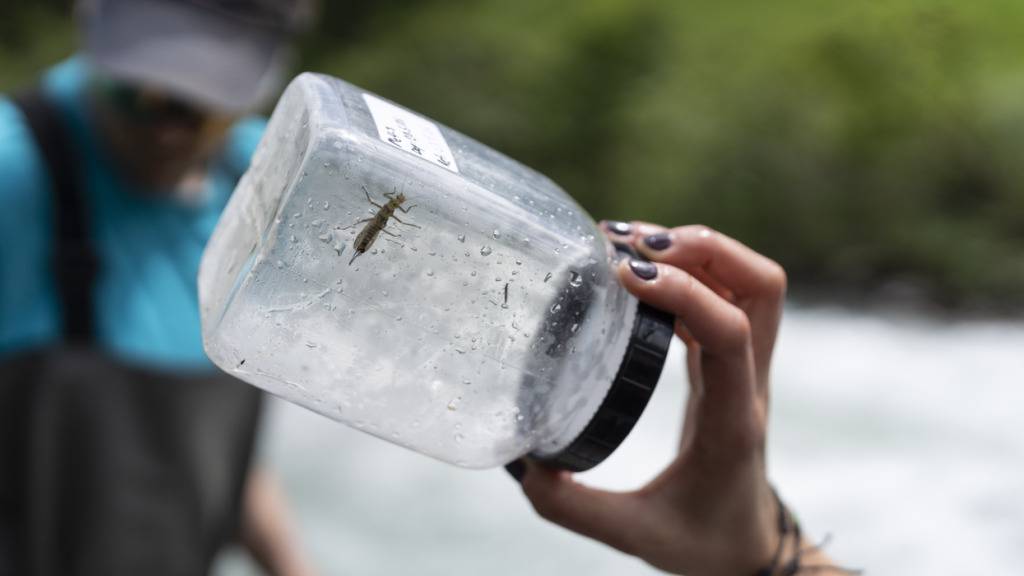 Durch das Einsammeln und der Analyse von Insekten lassen sich PFAS in der Umwelt messen.