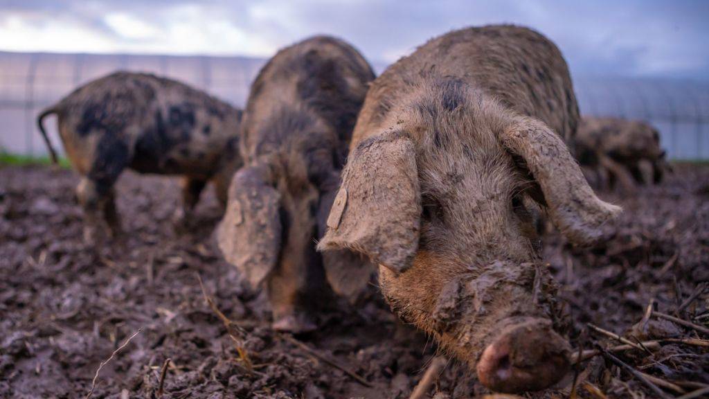 Erster Praxisversuch im Kanton Zug: Woll- und Turopolje-Schweine dezimieren auf natürliche Art den Erdmandelgrasbestand auf einem befallenen Feld im Gebiet Bibersee.