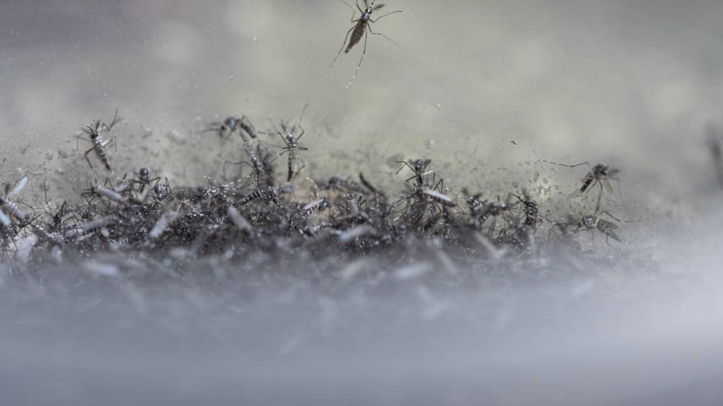 In Island sind erstmals Mücken entdeckt worden. Island zählte bislang neben der Antarktis zu den wenigen mückenfreien Orten auf der Welt. (Symbolbild)