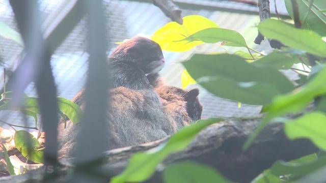 Nachwuchs im Tierpark Dählhölzli