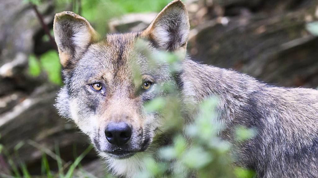 Alle Wolfsrudel sollen geschützt werden, nicht nur die von Umweltschutzorganisationen bislang genannten. Das fordert CH Wolf. (Symbolbild)