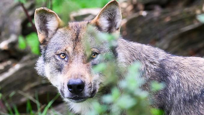 CH Wolf fordert Schutz sämtlicher Wolfsrudel vor Abschuss