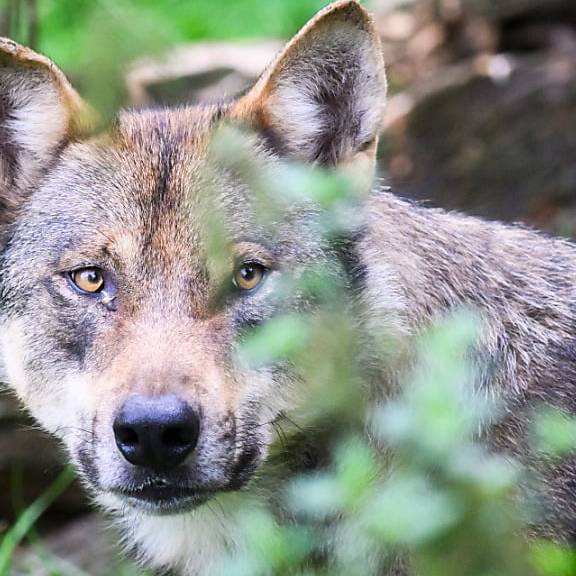 CH Wolf fordert Schutz sämtlicher Wolfsrudel vor Abschuss